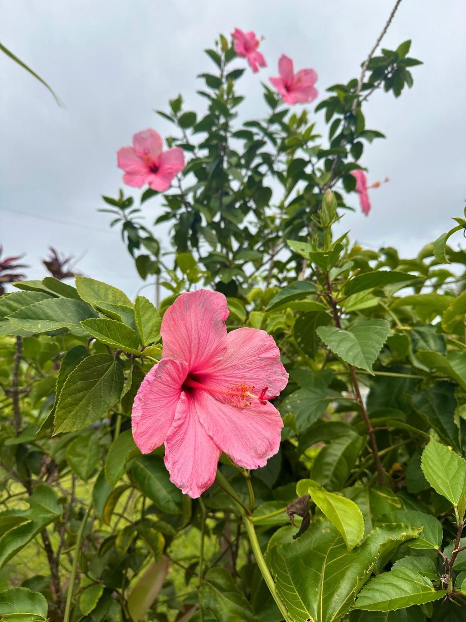 דירות Pahoa Big Island Getaway מראה חיצוני תמונה